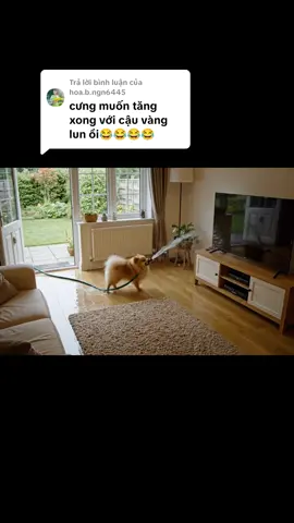 Trả lời @hoa.b.ngn6445  chó phốc rửa nhà đón lễ #chó #hàihước #dễthương 