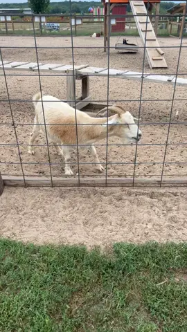 I had no idea goats could cough?! He sounded like he needed to hack up some mucus 😭 poor thing lol  #goat #fyp #viralvideo 