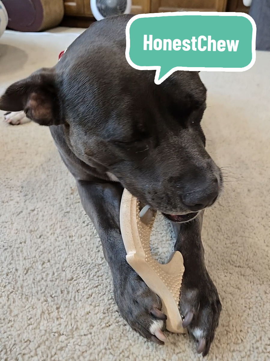 Only the best for your best friend. @Woof Pet #happydog #dogchews #transparency #dogmomlife #tiktokshopcreatorpicks 