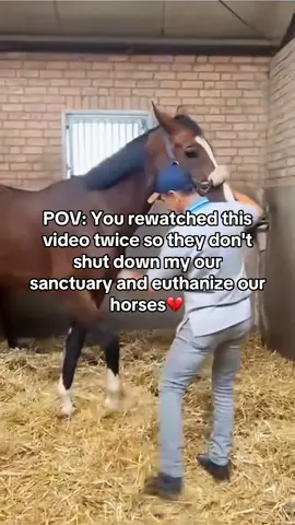 Every kind comment would mean a world to me #horses #shelter #sanctuary #animalsoftiktok #horsefarm       