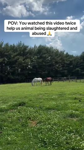 🆘 Please help us so that we can raise more funds at our sanctuary🙏Fundraising link in bio #goviral #USA #horsetok #fyppp #fyp 