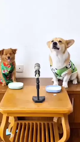 Singing dog#singingdog #petlovers #hunds #dogs #cuteanimal 