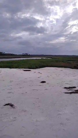 A beautiful, windy, cloudy evening walk  #beach #gsd #walk 