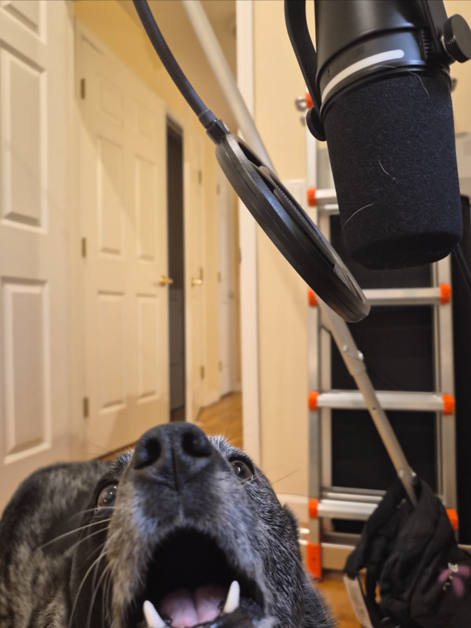 dj koda #vocals 