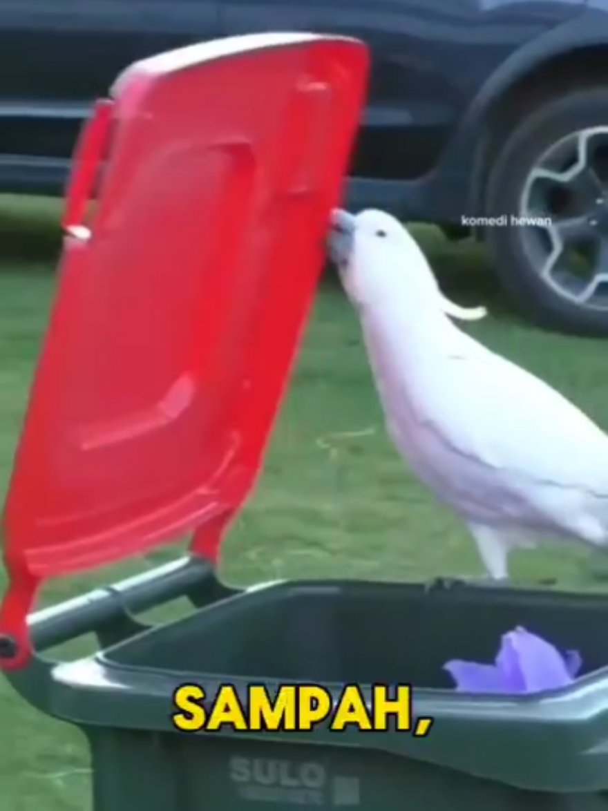 Kakaktua Berjambul Kuning: Pintar, Nakal, dan Jadi Ikon Australia — Kamu Tim Sayang atau Risih? #KakaktuaBerjambulKuning #SulphurCrestedCockatoo #Australia #fyp