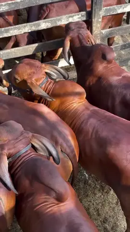 #ganaderosdelmundo #ganaderos502🇬🇹 #petenguatemala🇬🇹 #ganaderosgt🇬🇹 #brahman #rojo 