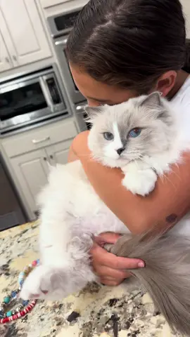 Snow puff the sweet ragdoll cat who likes to be carried like a baby.  #ragdollcatsoftiktok#ragdollcat#cats