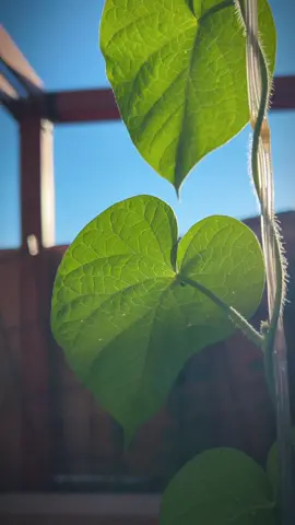 This little morning glory found the perfect slice of sunlight. 
