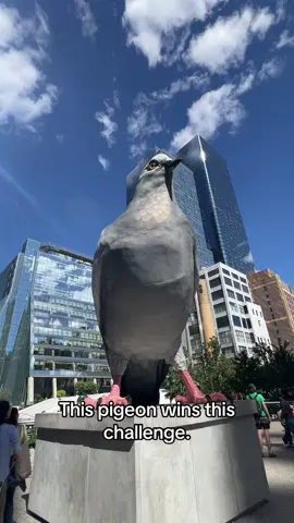 This pigeon accepted the challenge. #nickiminajchallenge #nickiminaj #fyp #nyc #manhattan 