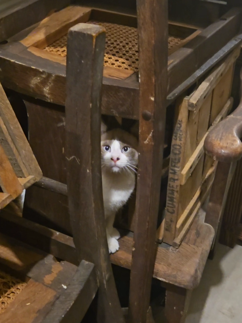 #antique #antiquestore #antiquemall #kitty #cat 