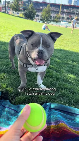 Baseball?? Pfff. Have your heard of Fetch? Only the greatest game in the world . . . . . #americanbullies #bulliesoftiktok #pitbulls #dogs #dogsoftiktok 