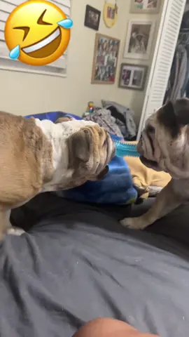 #enamoradademisbebes🥰🥰🥰 #hermanasperrunas ♥️♥️🐶🐶
