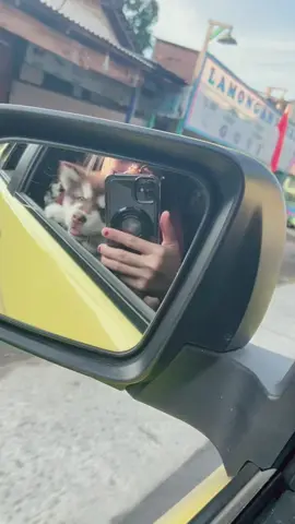 #alaskanmalamute #VonCatol #kedirihitz_ 