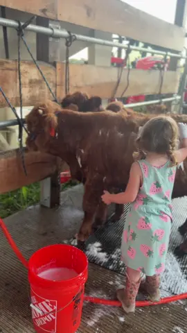 Learning how to take care of her animals #cows #girl #cowgril #country @Duluth Trading Company @carhartt 
