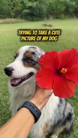 He can never sit still 🙄 #dogsoftiktok #australianshepherd #dog 
