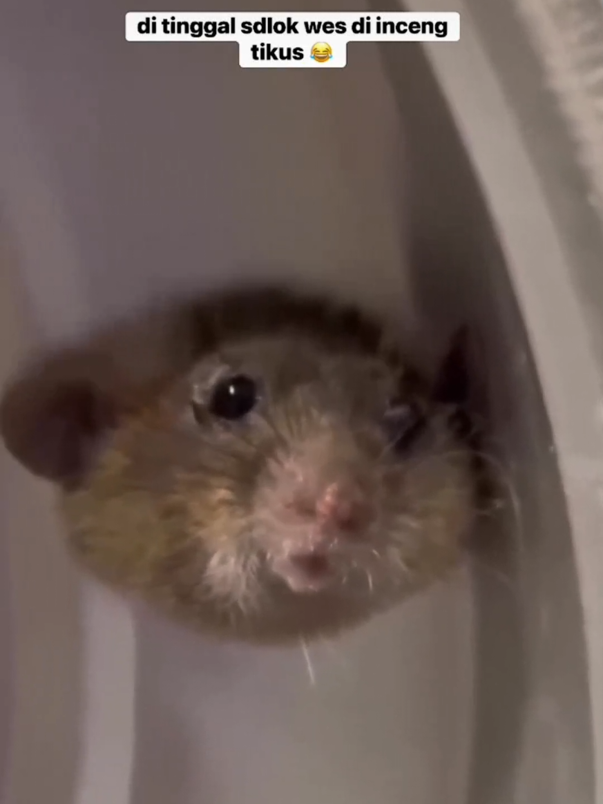lucu 😂 #Tikus 
