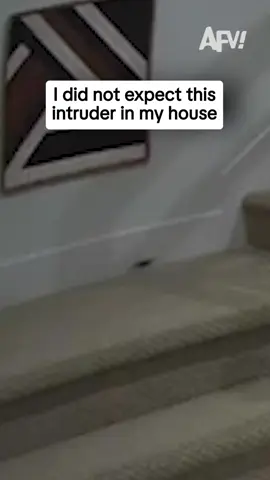 That's the mouse's house now 🤣 #afv #funny