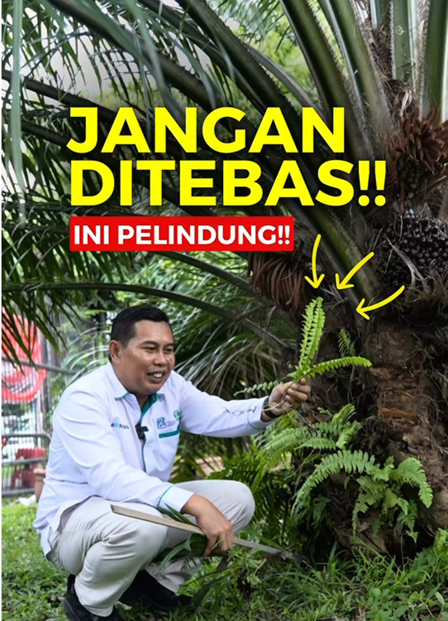 Jangan di Tebas!! Ini Pelindung Pohon Sawit!! Banyak orang mengira semua gulma di kebun sawit itu berbahaya dan harus dimusnahkan. Padahal, tidak semua gulma merugikan. Ada jenis tanaman tertentu yang justru berperan penting dalam menjaga dan membantu pertumbuhan sawit agar tetap sehat terutama menjaga kelembaban sehingga ketersediaan air tersedia sepanjang waktu Lalu tanaman seperti apa sih itu? Simak video Djend Muhayat ini sampai habis agar Sahabat PPKS bisa bedainnya ya!!  PPKS Berkarya Sawit Indonesia Berjaya  #SawitBaik 