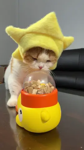 小貓好像很喜歡我買的新玩具 #cat #cattoys 