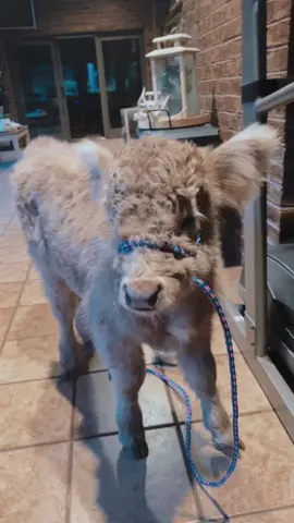 Parents aren’t home so house cow it is#housecow #Love #minicow #highlandcow #country #fluffycow #oet #passion #farmanimals #house #trend #viral 