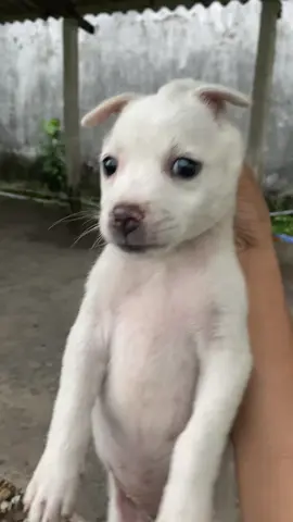 Rồi chiếc dép tao đâu 😤.#xuhuong #tiktok 