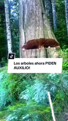 ¿Te imaginabas que un árbol pudiera pedir auxilio? 🌳😱 Así es como la tecnología está salvando la selva en Colombia 🇨🇴 sígueme y entérate de lo que sucede en nuestro país #MedioAmbiente #Animales #Árboles #Naturaleza #SinPlanetaB 