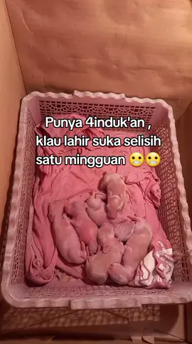 #kelincilucu #fypシ゚viral #anakkelinci #peternakpemula #fyppppppppppppppppppppppp 