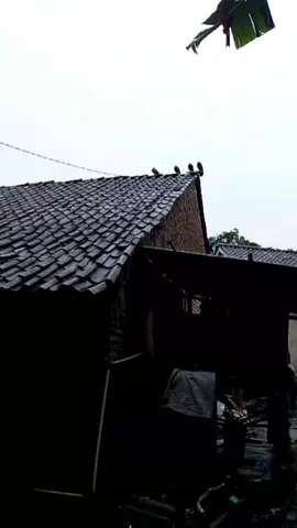hujan terus bararecek dan tariris Oge #musimhujan #keseharianku #minivlog 