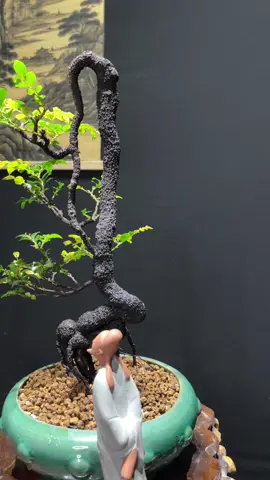 Mini nhưng đủ mọi yếu tố của bonsai #xuhuong 