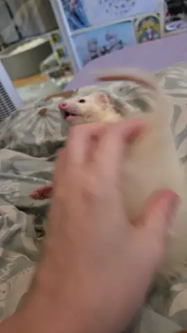 Don't Make Fun Of Nugget 🌶🍗💨 #ferret #ferrets #wholesome #nuggettheferret 