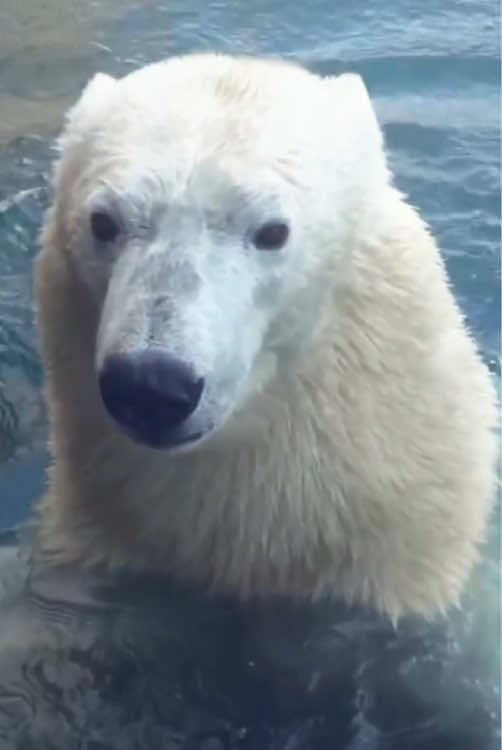 Abandoned polar bears#Love #animals #tiktok #friendship #bear 