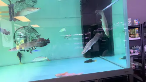 Massive Gars at Fish World pet store 