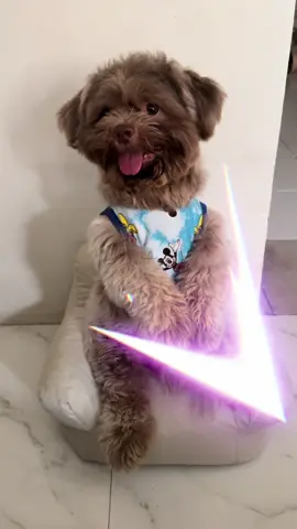 Bakit parang kasalanan ko?! 🤭 #dogsoftiktok #funny #sit #cute #shihtzu 