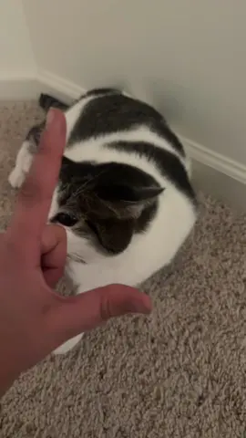 MY BOLTTTTT #cat #catsoftiktok #kitty 