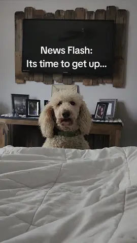 #fyp #ypfッ #poodle #lazy #s 