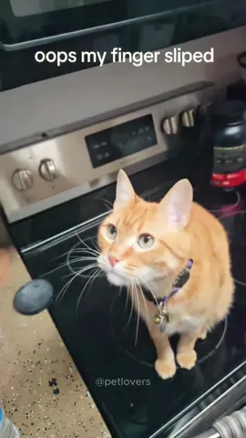Cat in slow motion #cat #catsoftiktok #pet #PetsOfTikTok #funnycat #funnypets #catlover #fyp 