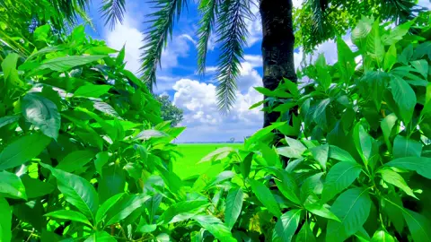 যেতে চাইলে যেতে দিবো না না রে #viral #fyp #foryoupage #natural 