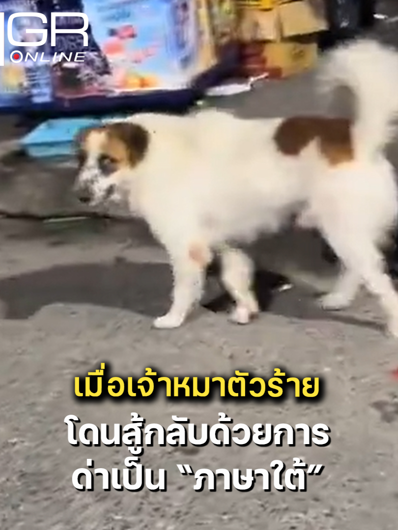 สาวใต้เจอหมาคู่อริกวดทุกวัน วันนี้ติดเครื่องด่า หมาถึงกับถอย . ไวรัลสุดฮาเมื่อสาวใต้เจอหมาคู่อริที่ชอบ 