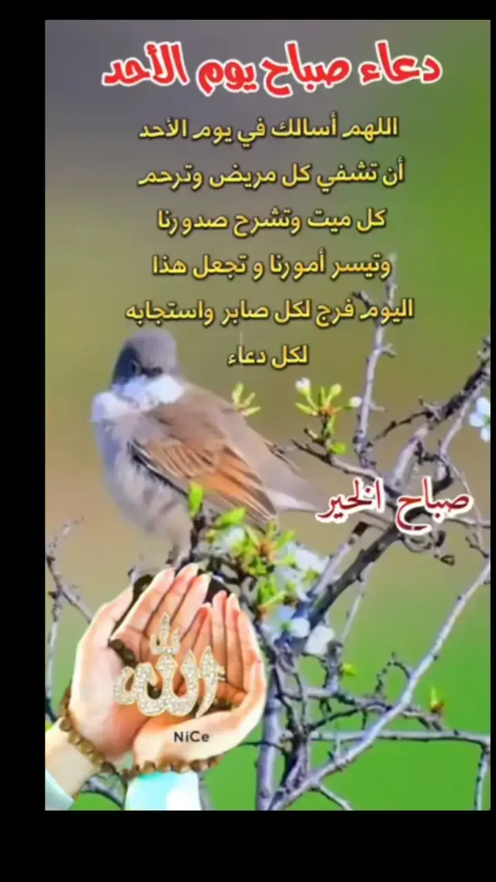 #يارب_فوضت_امري_اليك #ياالله_ارحمنا_برحمتك_ياارحم_الرحمين #صباح_الخير #اللهم_لك_الحمد_ولك_الشكر #اللهم_صل_على_محمد_وآل_محمد 