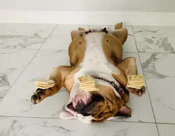 I told Brownie to stay so I could take a video, but she ended up falling asleep. #nickiminajchallenge #funny #englishbulldog #content #viral 