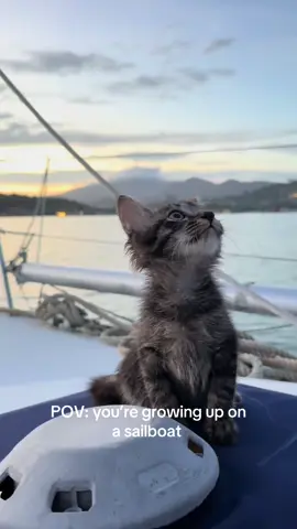 Who let the cat out of the boat #boatcat #cat #kitten #kittensoftiktok #cats 