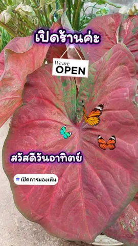 #เทรนด์วันนี้ #tiktokviral #tiktokshop #เปิดการมองเห็น #ดันขึ้นฟีดที 