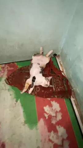 Jan tengok sampai akhir tak🫣🤭#kucing #foryoupagе #fyp 