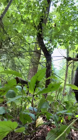 Sorry i've been laggy y'all i've been fighting multiflora and it's winning - I keep trying to edit long videos on here and its literally freezing them and then I can't use them when i'm about to post it's making me so mad💔💔 - #environmentalscience 