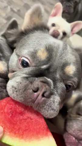 The first time I didn’t cut it for them 😆 I have ruined them 🤦🏼‍♀️ don’t even know how to take a bite #watermelon #frenchie 