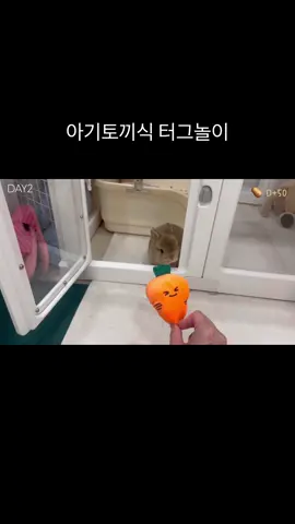이감자가 낋여주는 터그놀이#bunny #토끼 #babybunny #ウサギ 