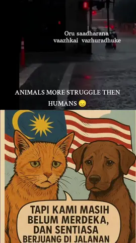 ##dog #dogsofttiktok #stray #strayanimals 