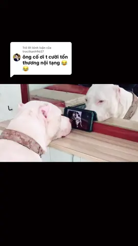 Trả lời @tructhanh9657  😂😂