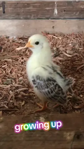 🥰😍🥰😍 #cutechickens #littleroosters #growingup #flock #farmpets 