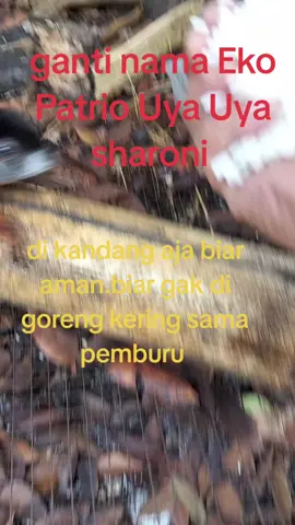 biar di kandang aja biar aman.biar tidak di tembak pemburu.